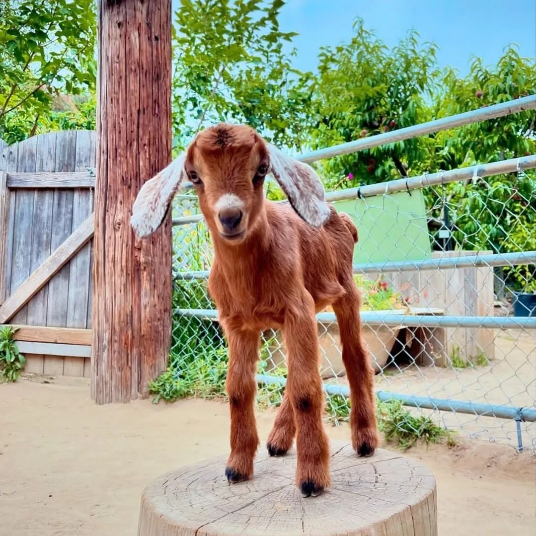 We can't with the cuteness!
Honey's trio have personality PLUS!

Stop by for blooms, biscuits, and these sweet babes!

A (free) Pest Management class happens at 3p.

Spring in San Diego is a gift!

#sandiegogram #freesandiegoevent #organicgardening