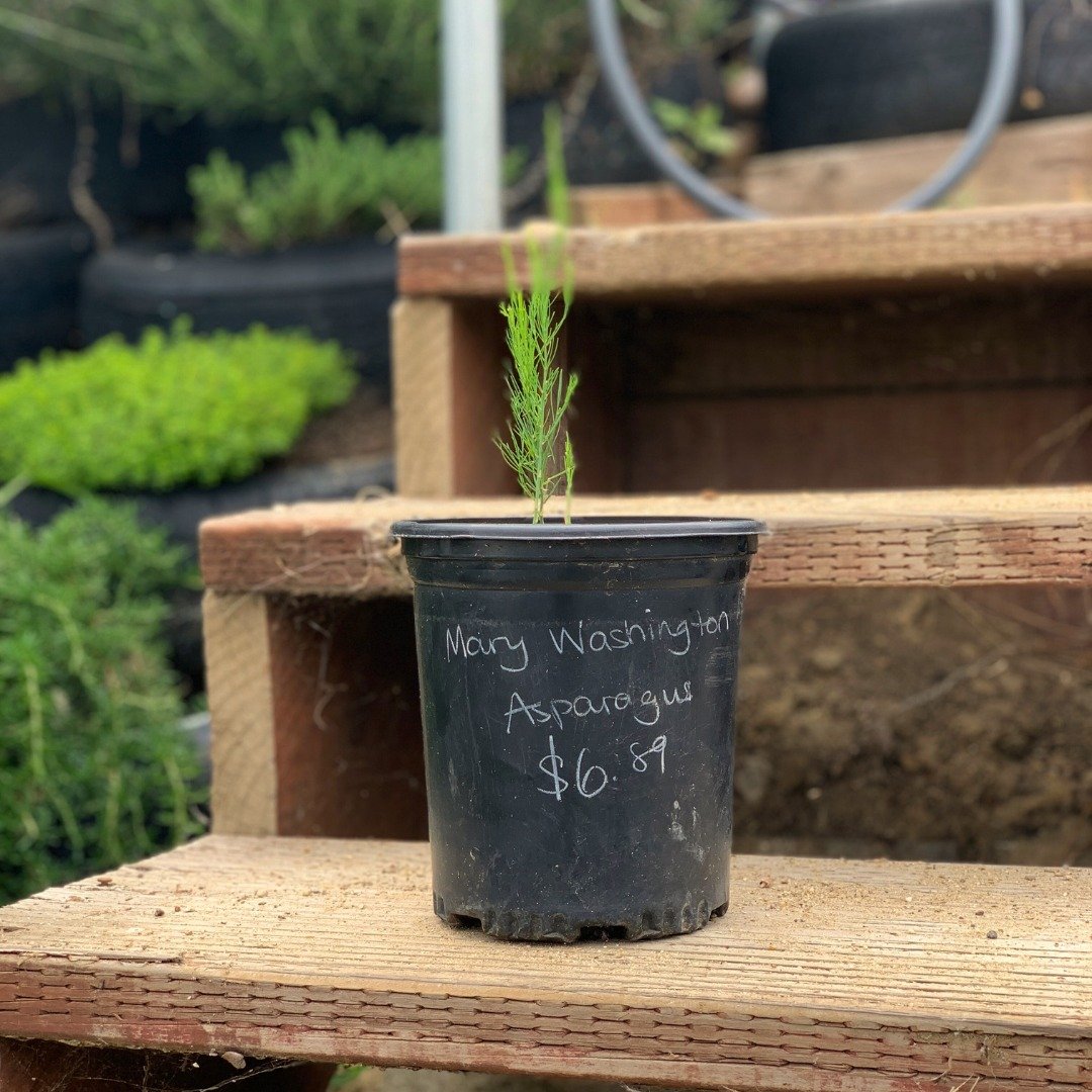 Ready to throw some home-grown asparagus on the grill? Get inspired to grown your own! Asparagus is a plan-ahead plant: our one-gallon asparagus root crowns should be ready to start harvesting in 3 years once established, but we promise they are wort