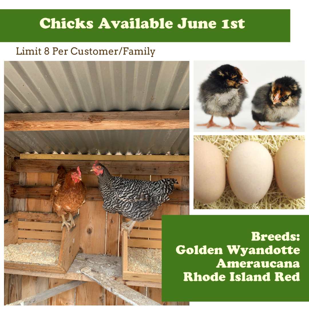 Late Spring Chicks Available in San Diego