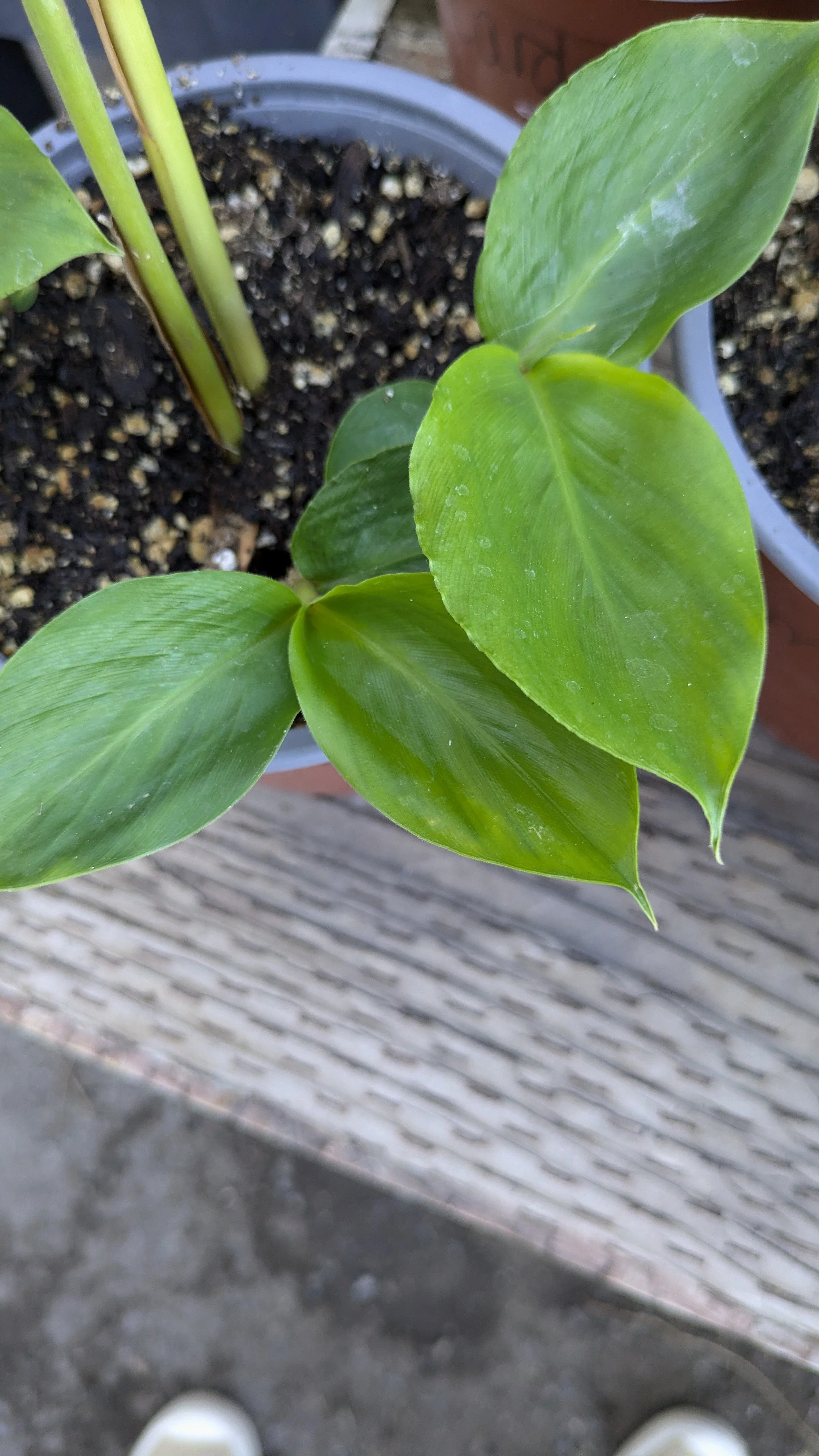 Plant a Late Summer Tea Garden