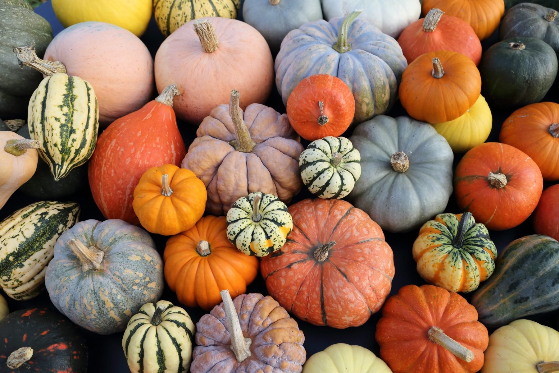 San Diego Pumpkin Stroll - over a dozen varieties of pumpkins available Sept 26th