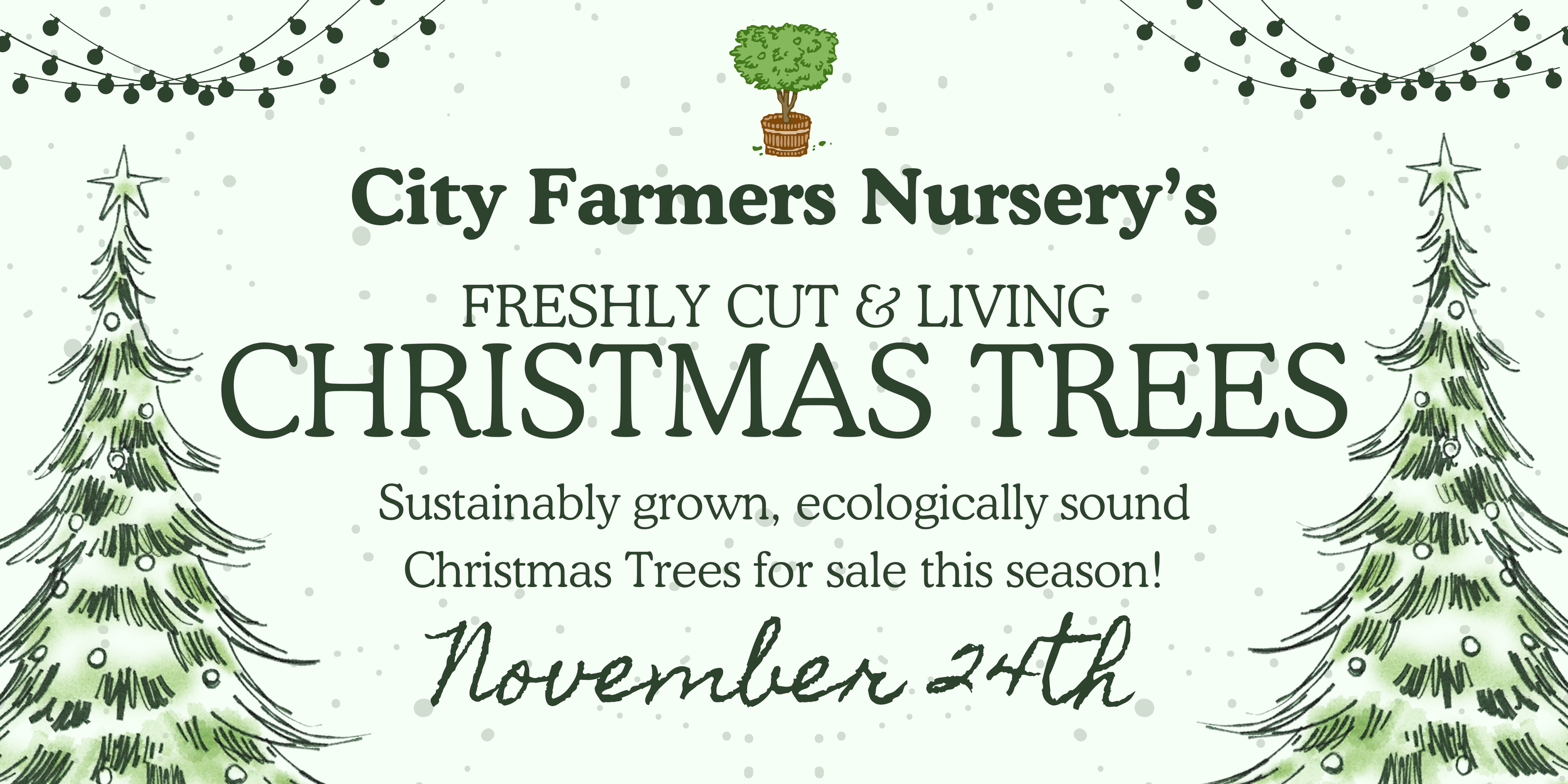 Sustainable Christmas Trees San Diego — City Farmers Nursery