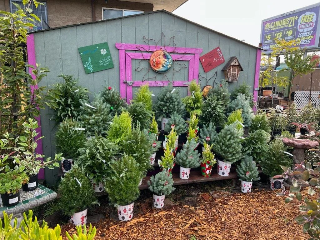 San Diego Sustainable Christmas Trees — City Farmers Nursery