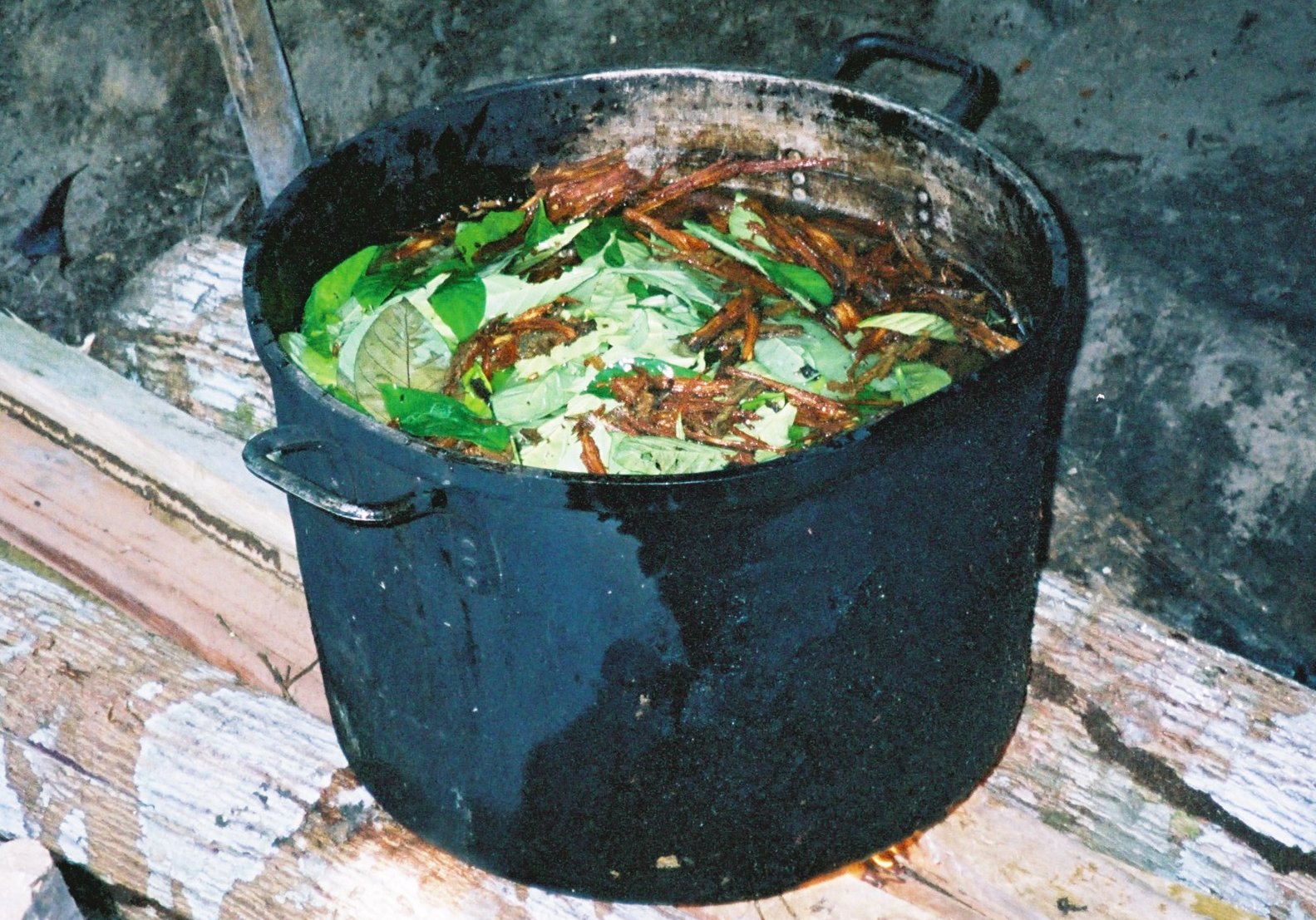 Ayahuasca brewing