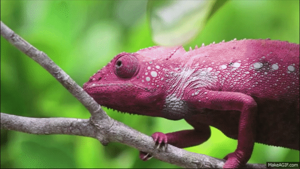 17.4 Beware of the Chameleon Capitalists! The COVID-19 bailouts and bandages are a sign of its failure.
