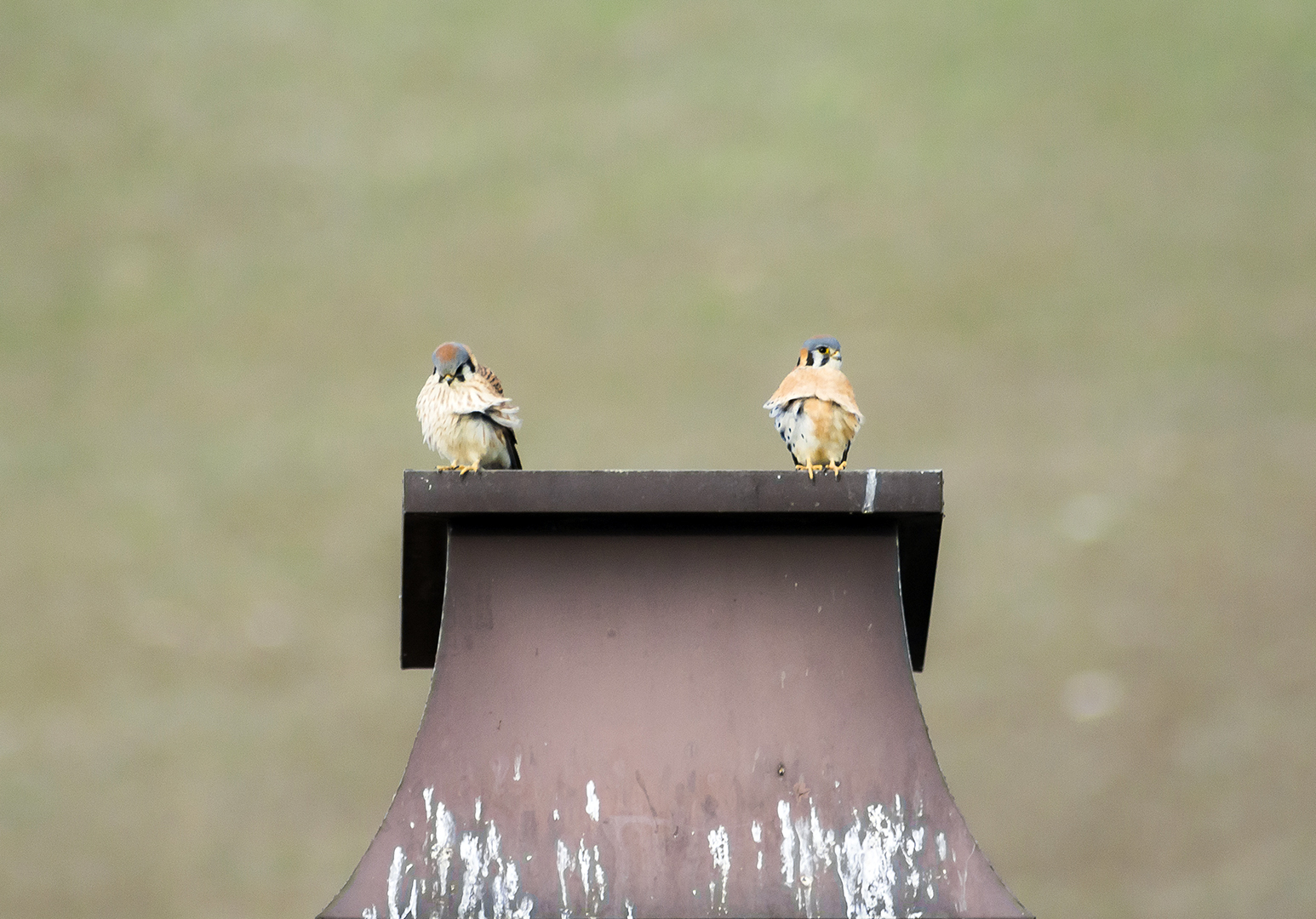 Pic. 10 : A pair of American kestrels ( Falco sparverius ) perch on a feces-coated chimney in a San Ramon community