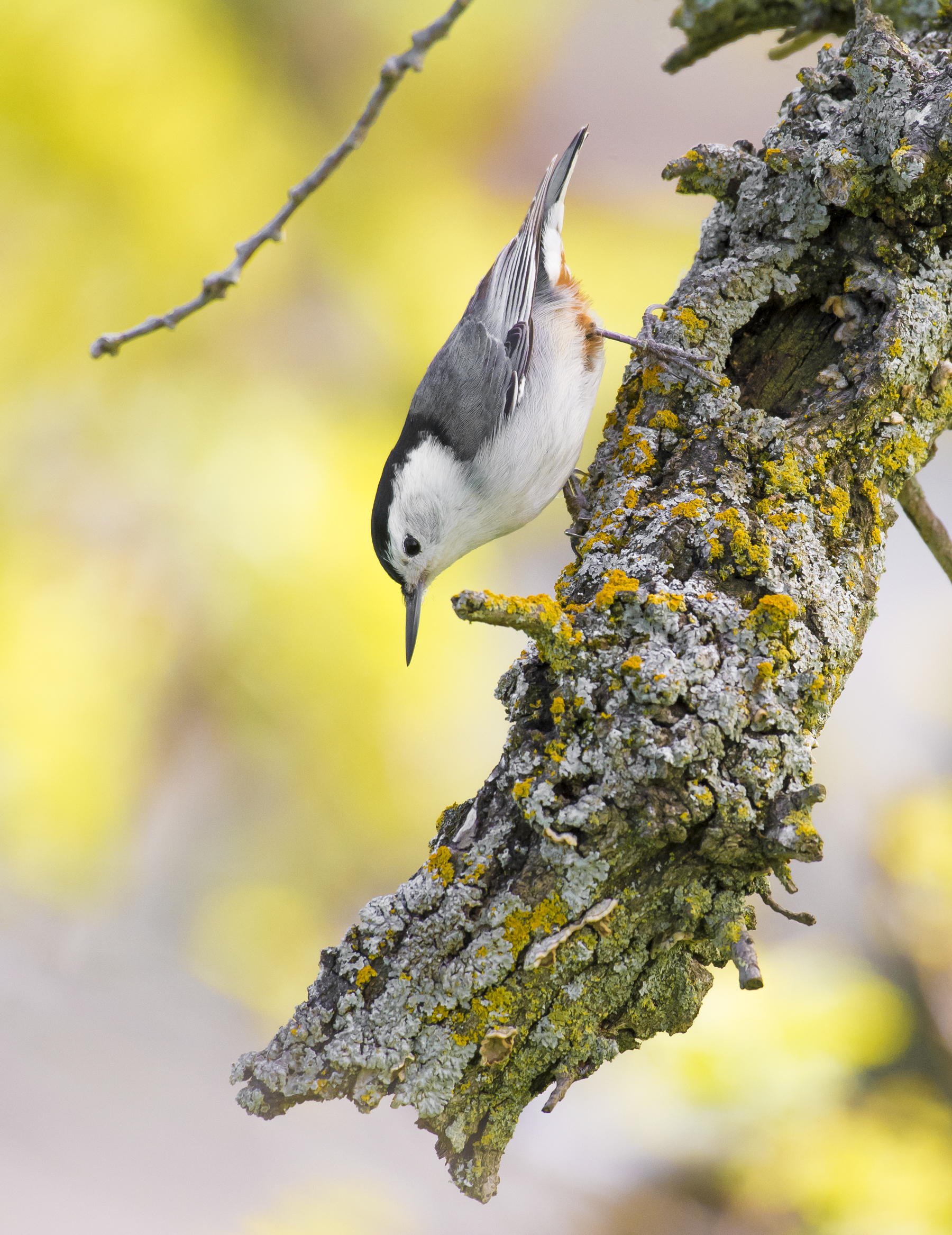 A white-breasted nuthatch ( Sitta carolinensis ) searches for insects in Martinez, California