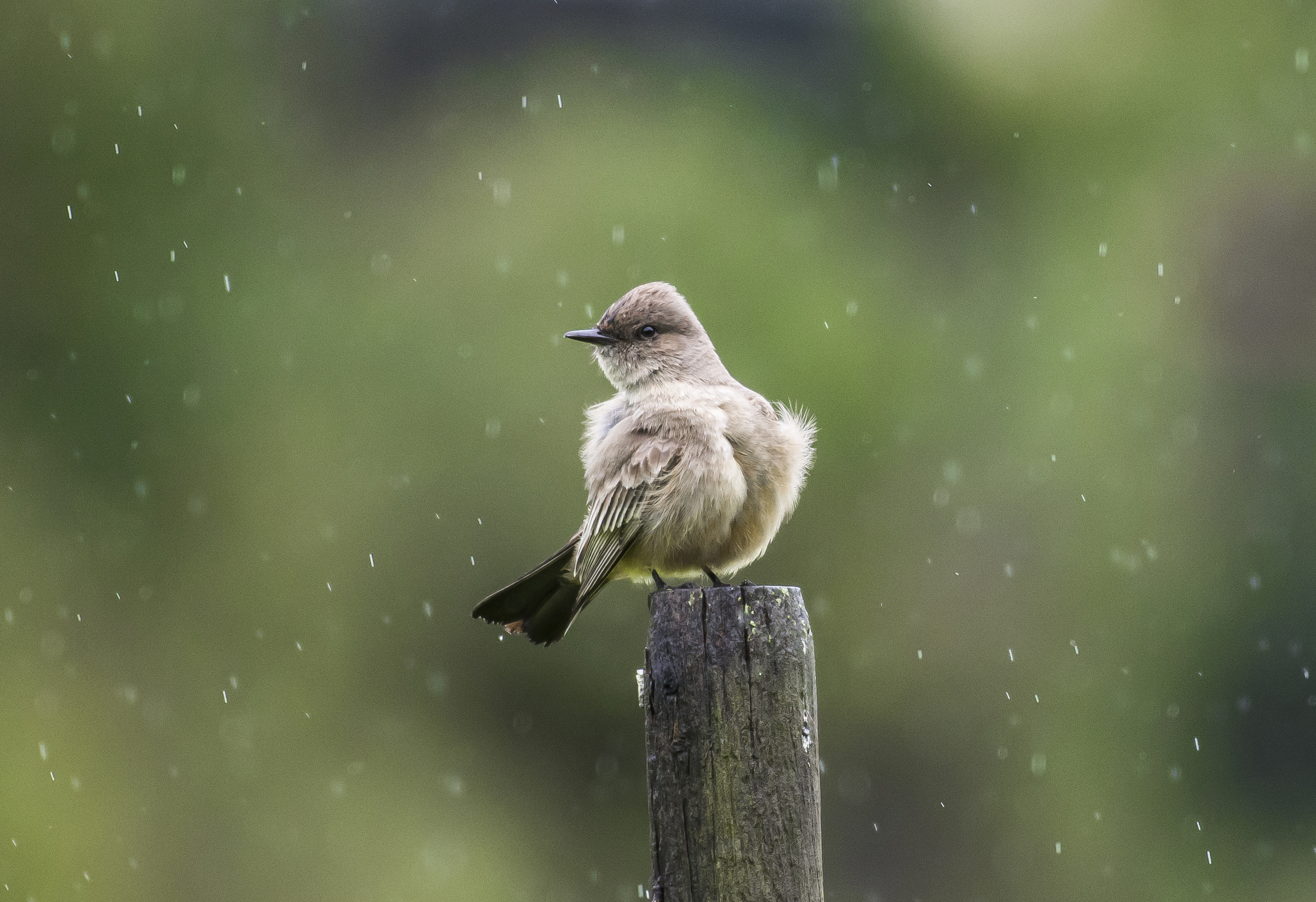 A Say's phoebe ( Sayornis saya ) ruffles its feathers after preening in the rain in San Ramon, California