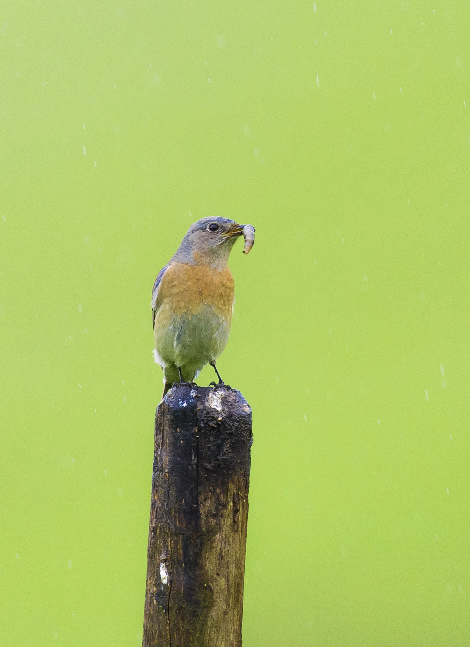 A western bluebird ( Sialia mexicana ) feasts in the rains in San Ramon, California