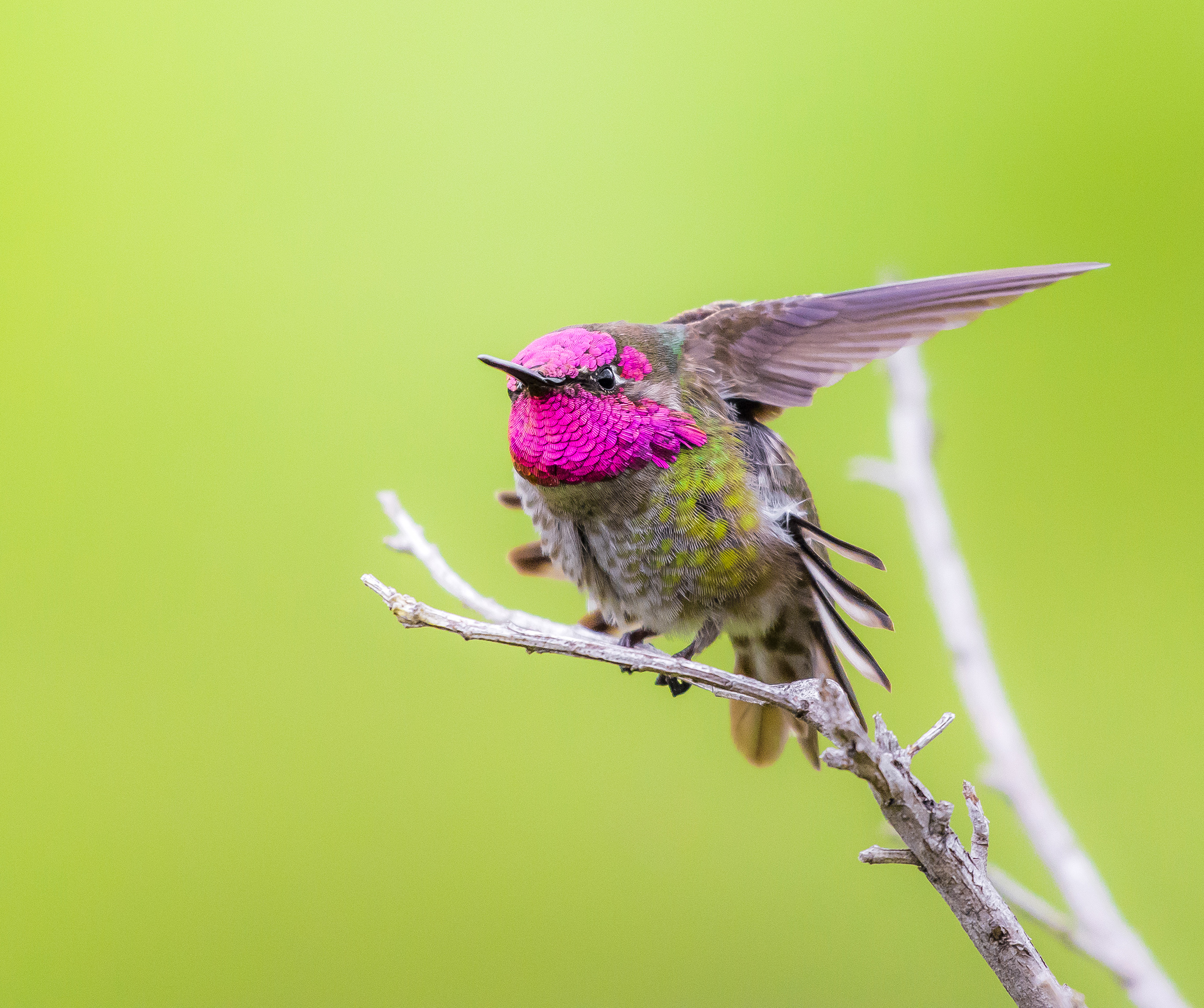 A male Anna's hummingbird ( Calypte anna ) flashes its iridescent magenta head as it stretches its wings