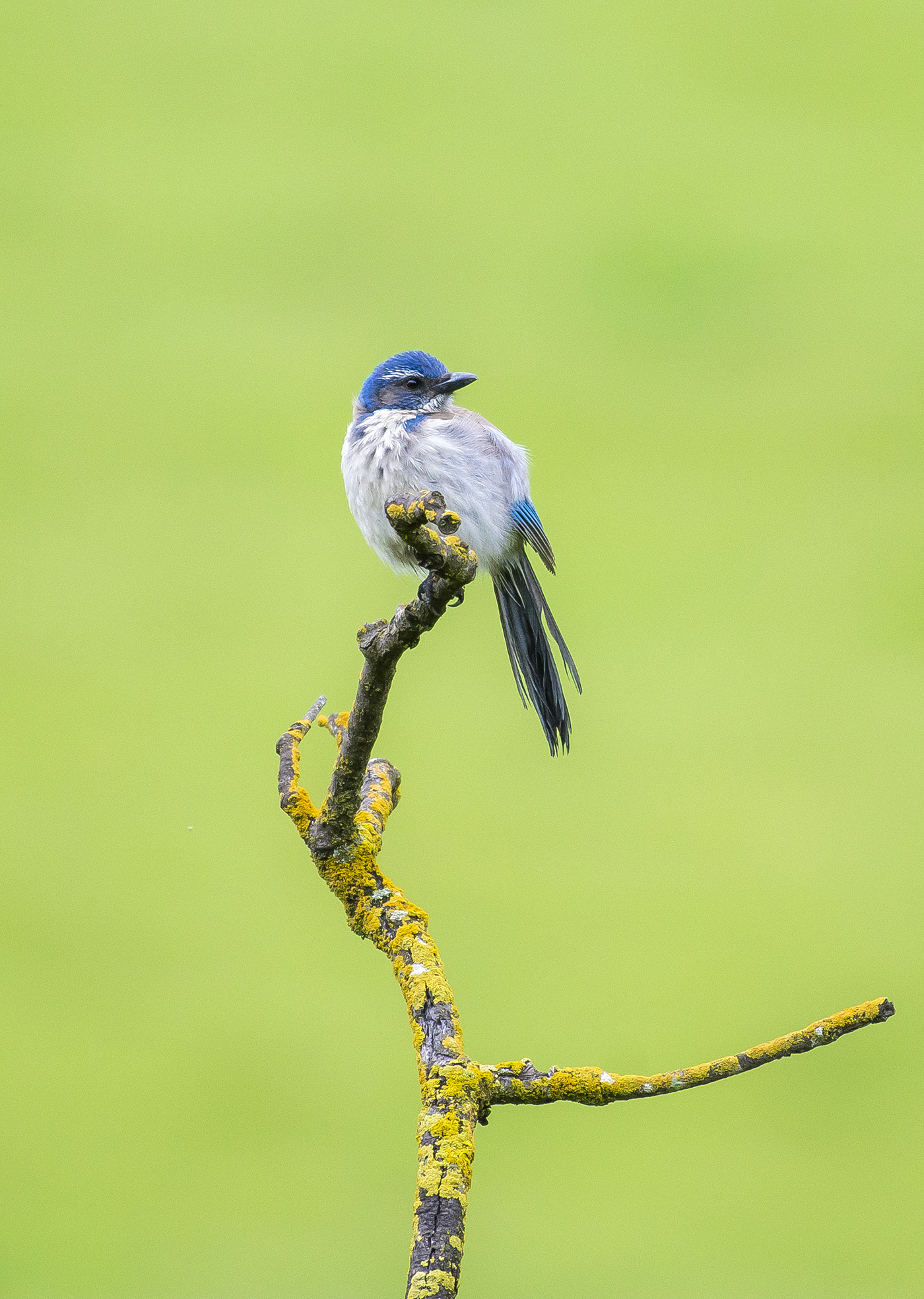 A young scrub jay ( Aphelocoma californica ) perches on a lichen covered branch