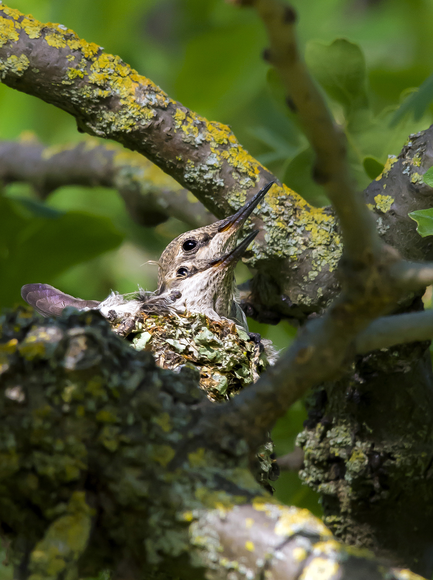 Two juvenile Anna's hummingbirds pack into a little lichen and web nest