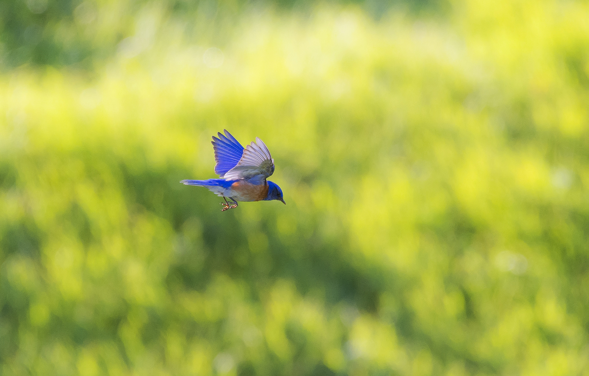 A western bluebird hovers over the grassy fields of Briones Regional Park in Martinez, California