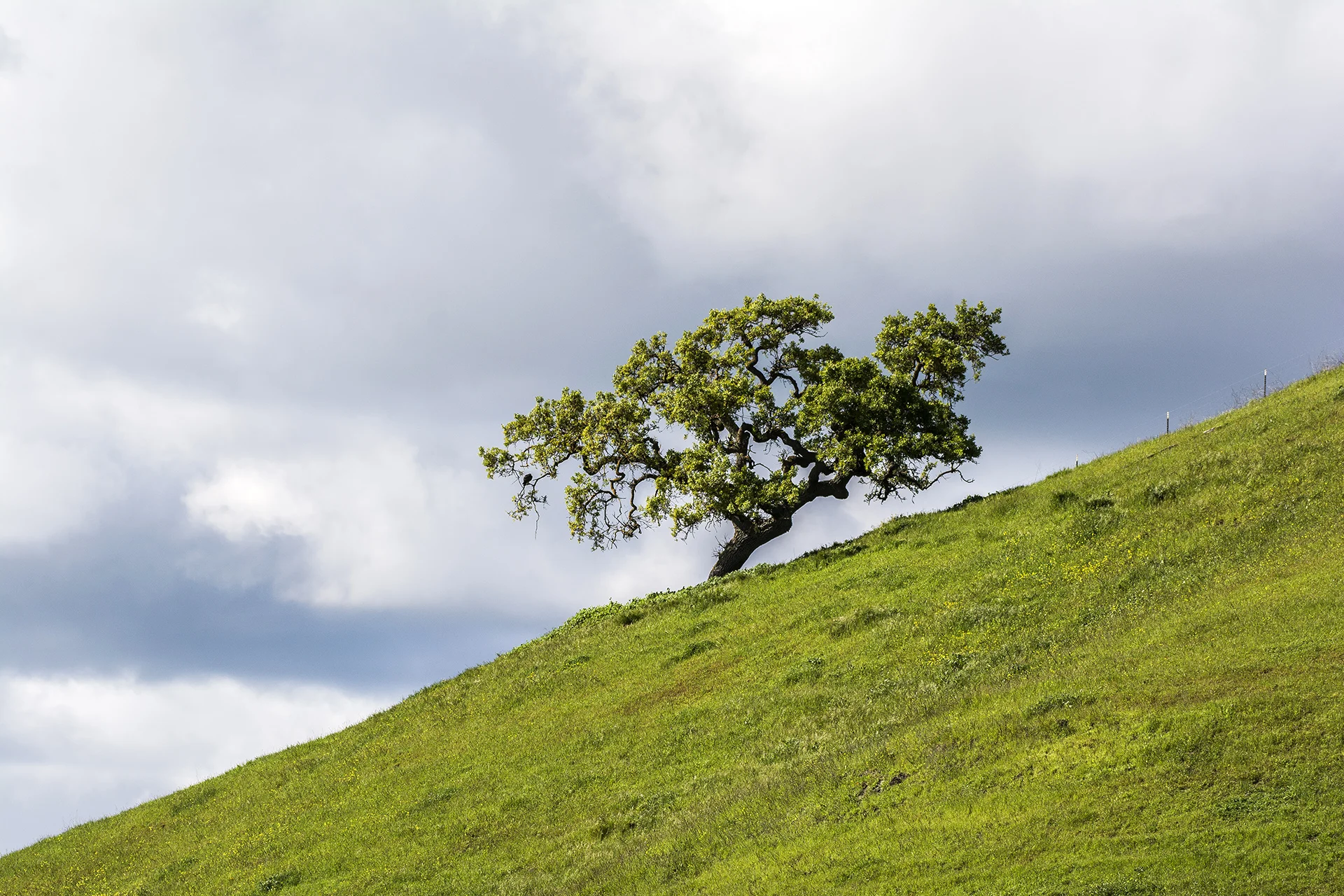A lone oak grows upon a grassy hill in San Ramon, California