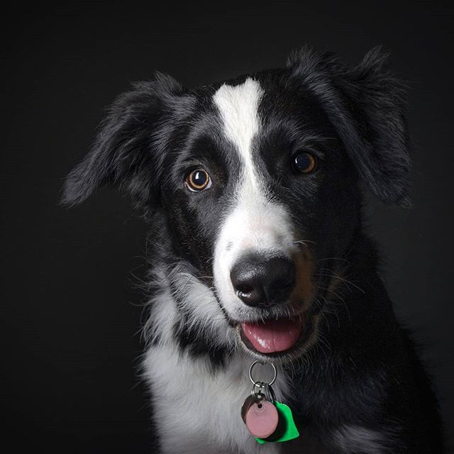 Felix says hi

#dog #portrait #dork #dogsofinstagram #bordercollie