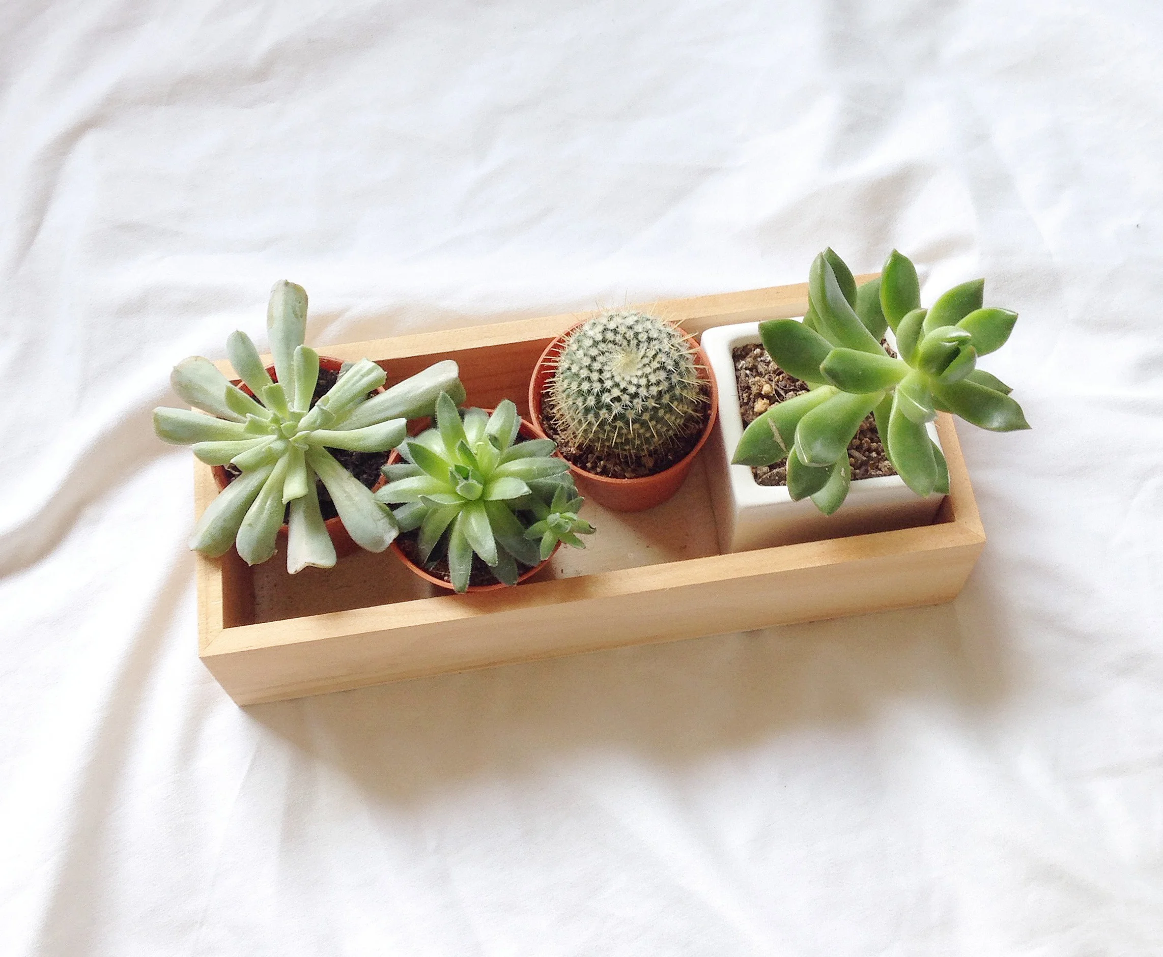 The person behind @Coqillage