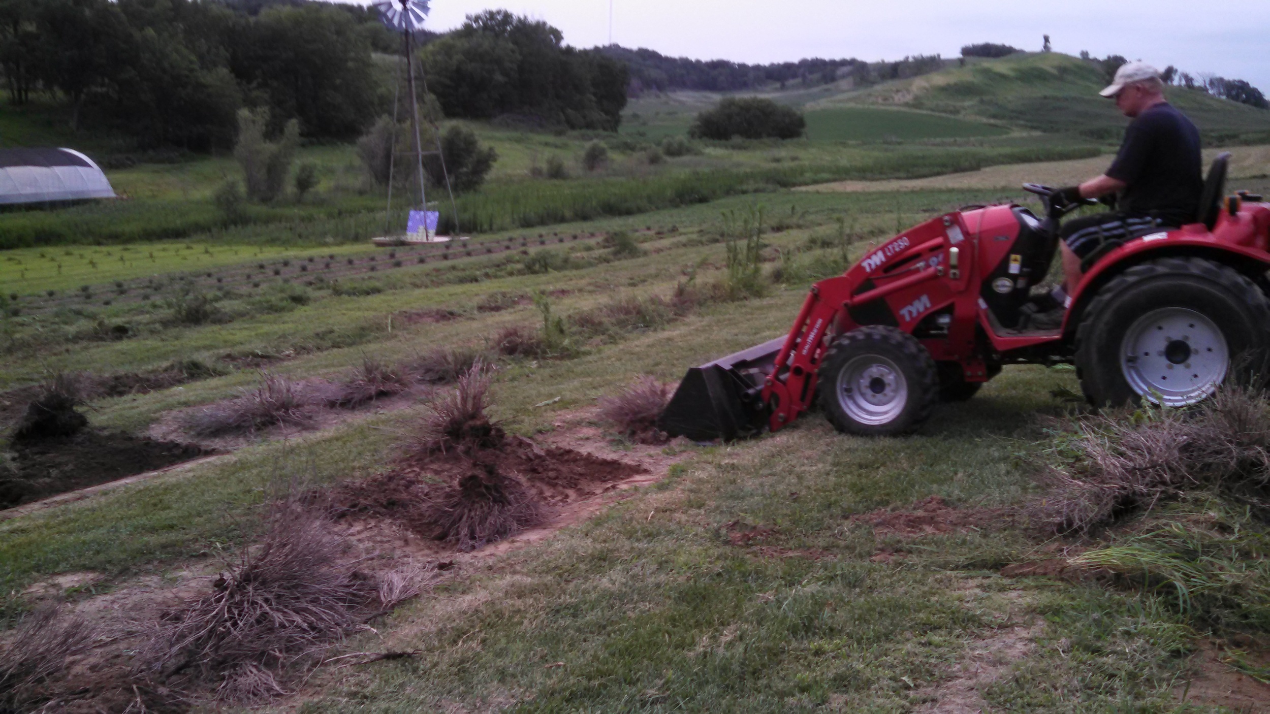 Dead plant removal, July 2014
