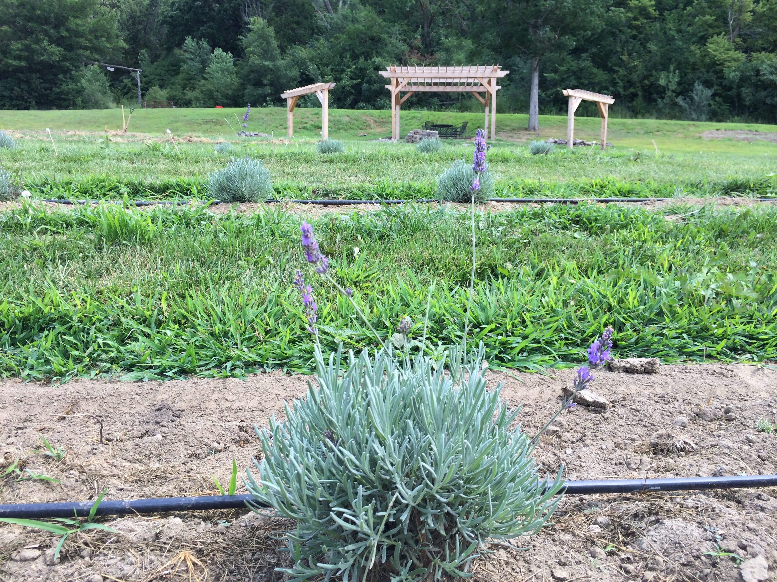 4 month old phenomenal varietal lavender plant. August 2014.