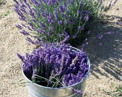  U-Cut Lavender
