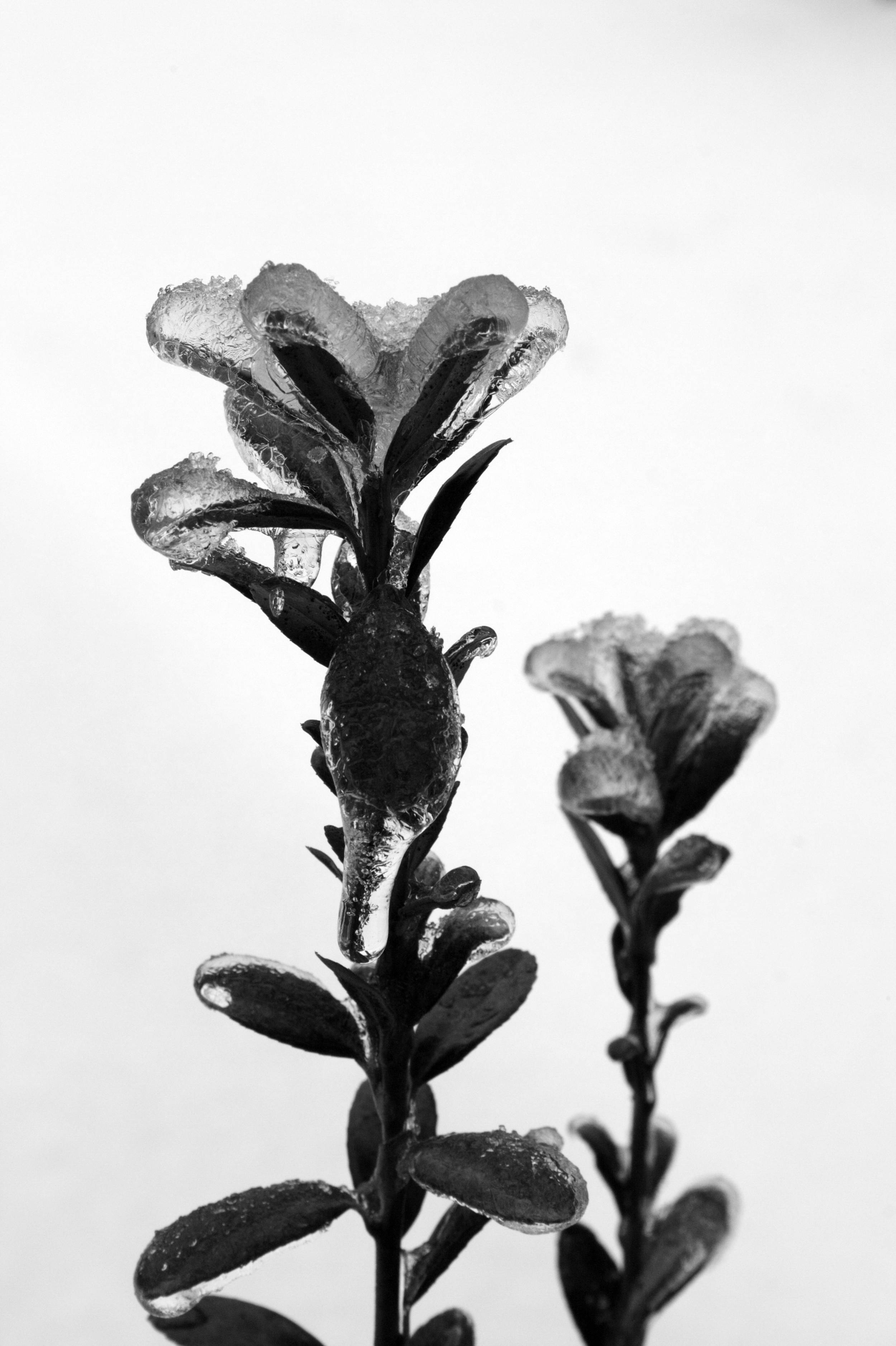 Ice Flower