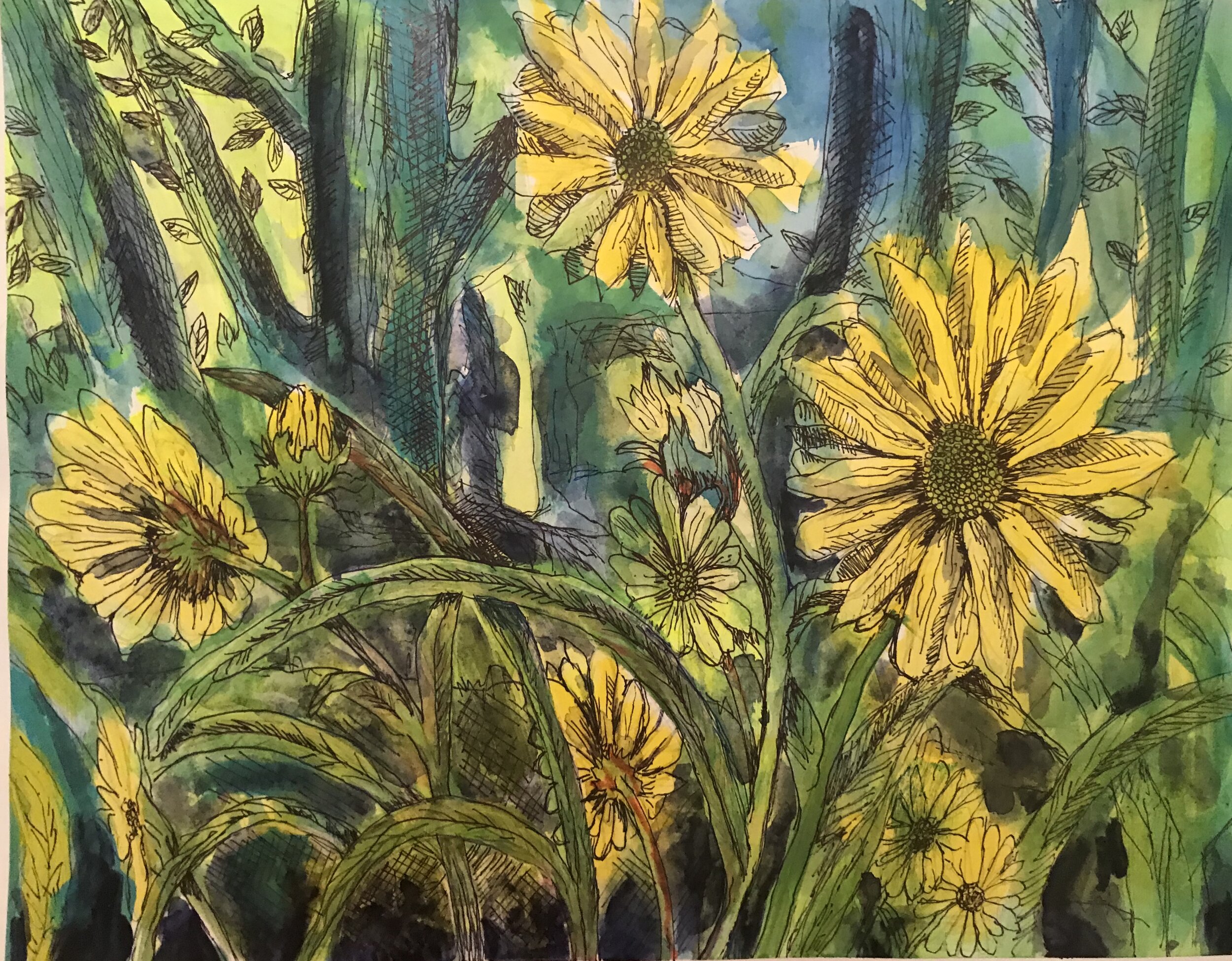 Swamp Daisys 