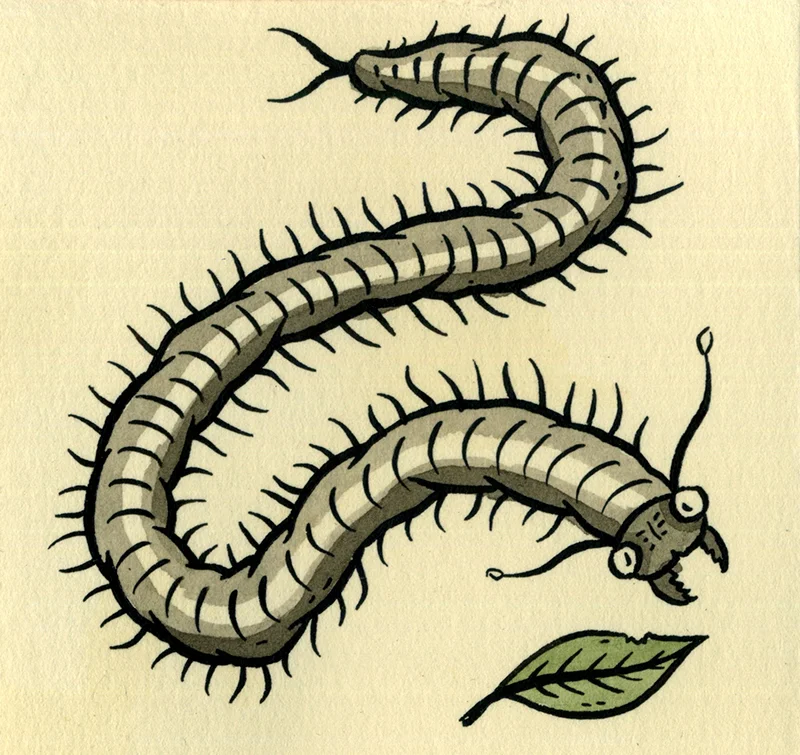 insect8.jpg
