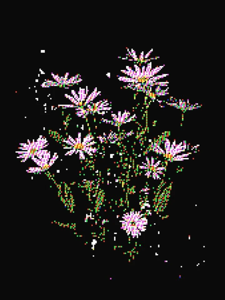 More daisies why not 🌸🌸🌸