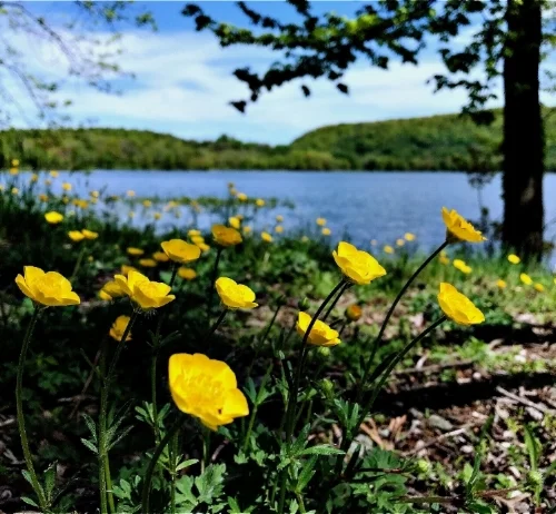 ButterCups2018.jpg