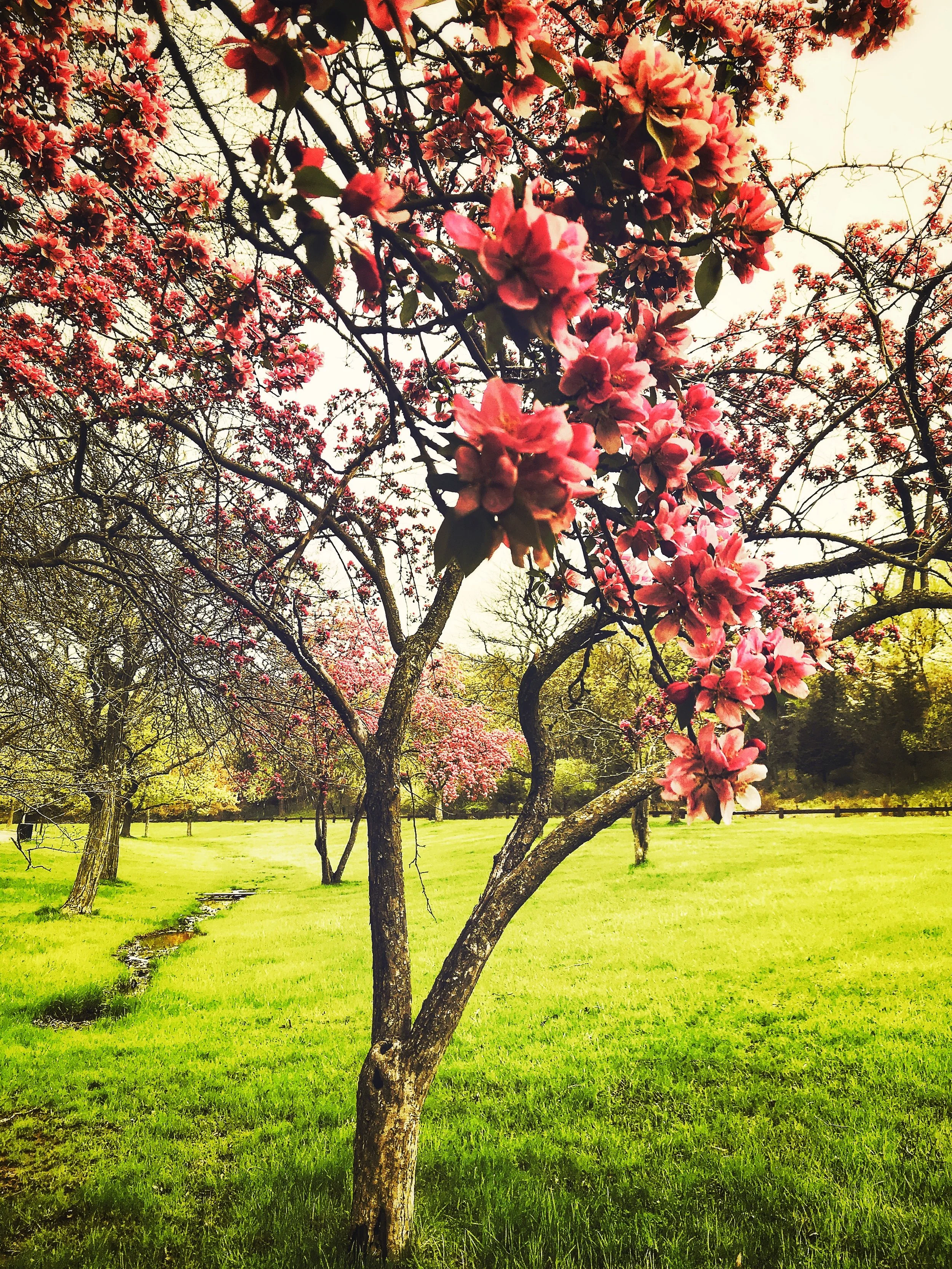 SpringBloomHipsta.jpg