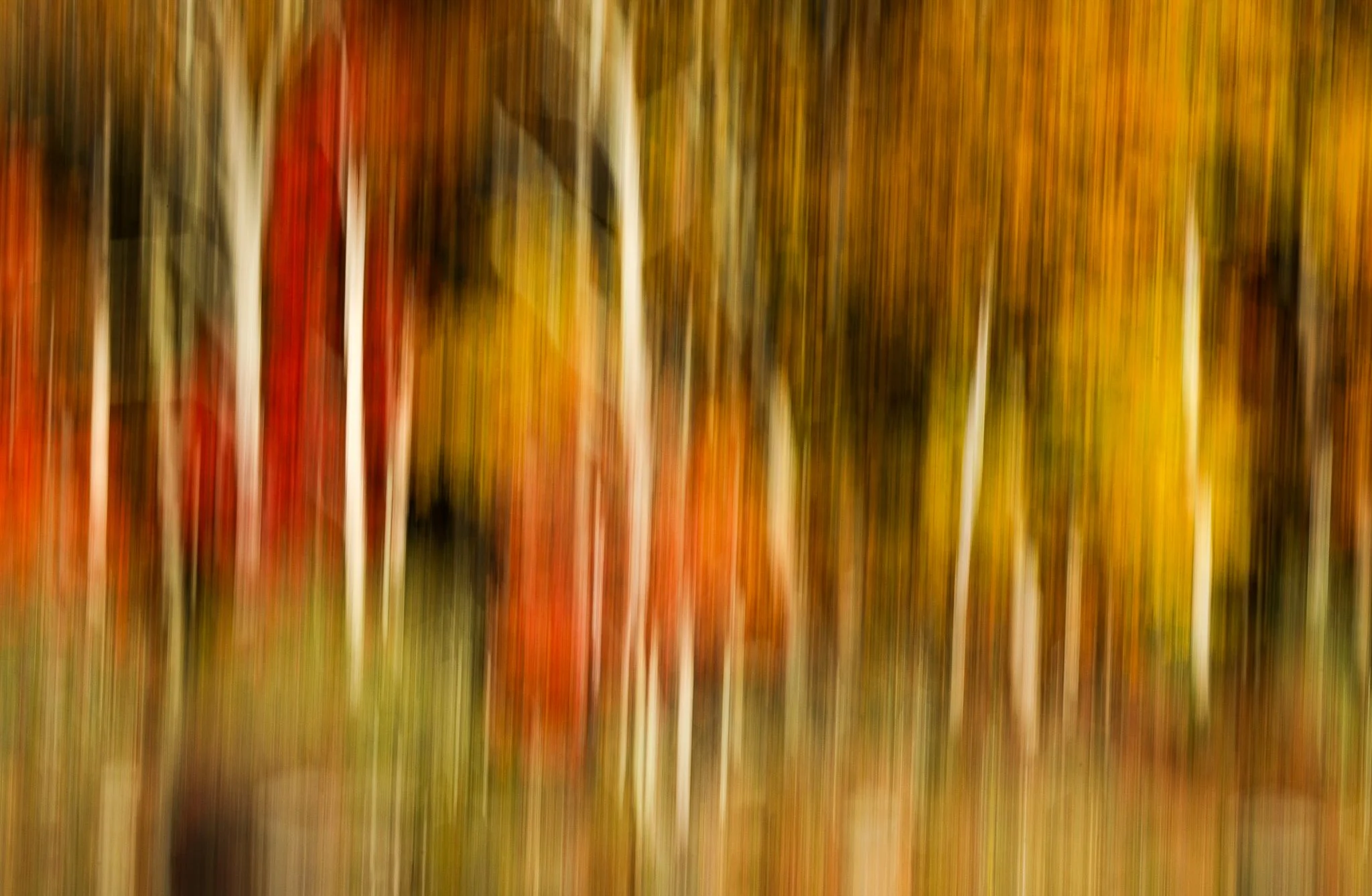 Fall Foliage - Harriman State Park, NY