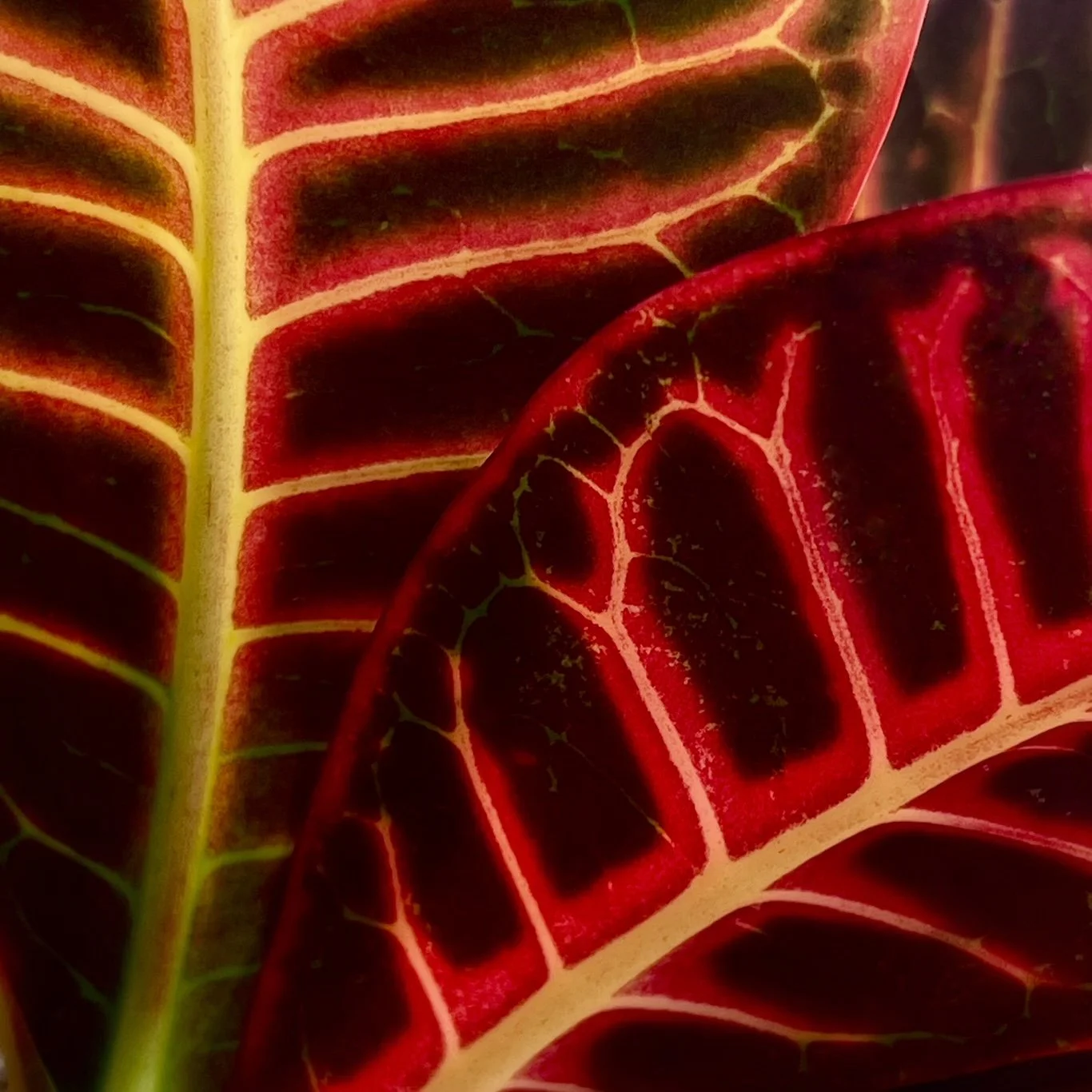 Vascular