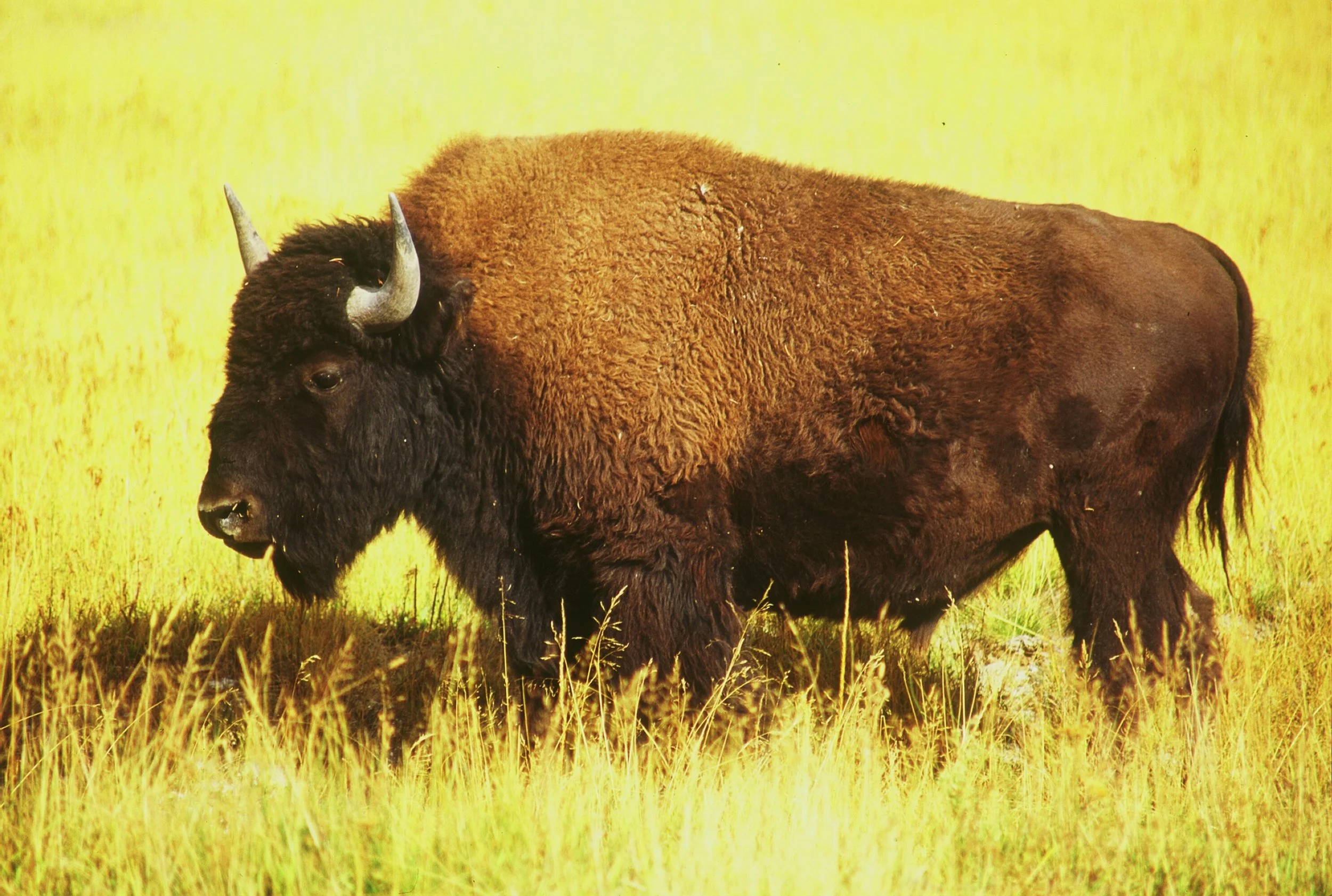 Buffalo1.jpg