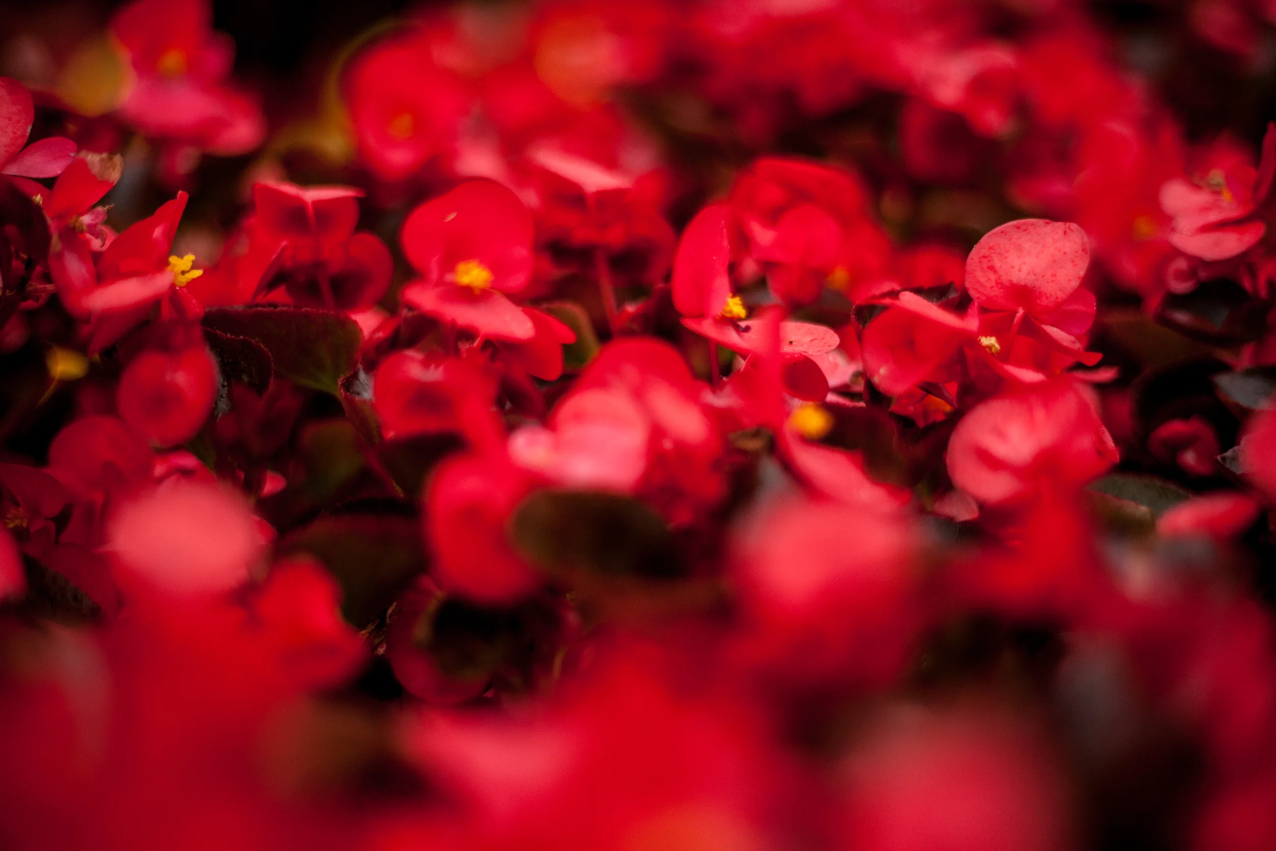 timelapse-flowers.jpg