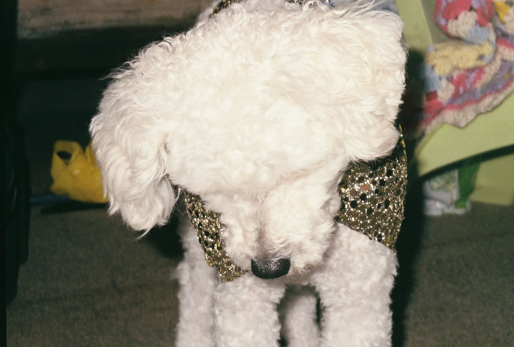 shiny dog.jpg