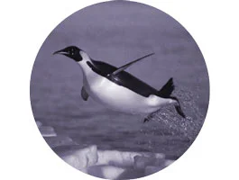 INSPIRATIONAL SPEAKER