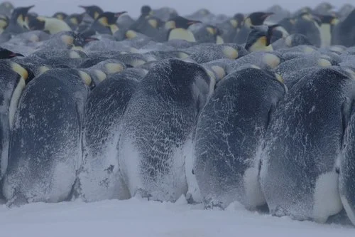 Take a hit for the team (c) March of the Penguins, 2006