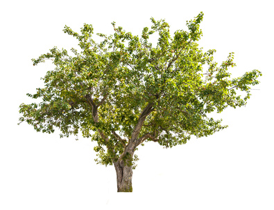 Tree.jpg