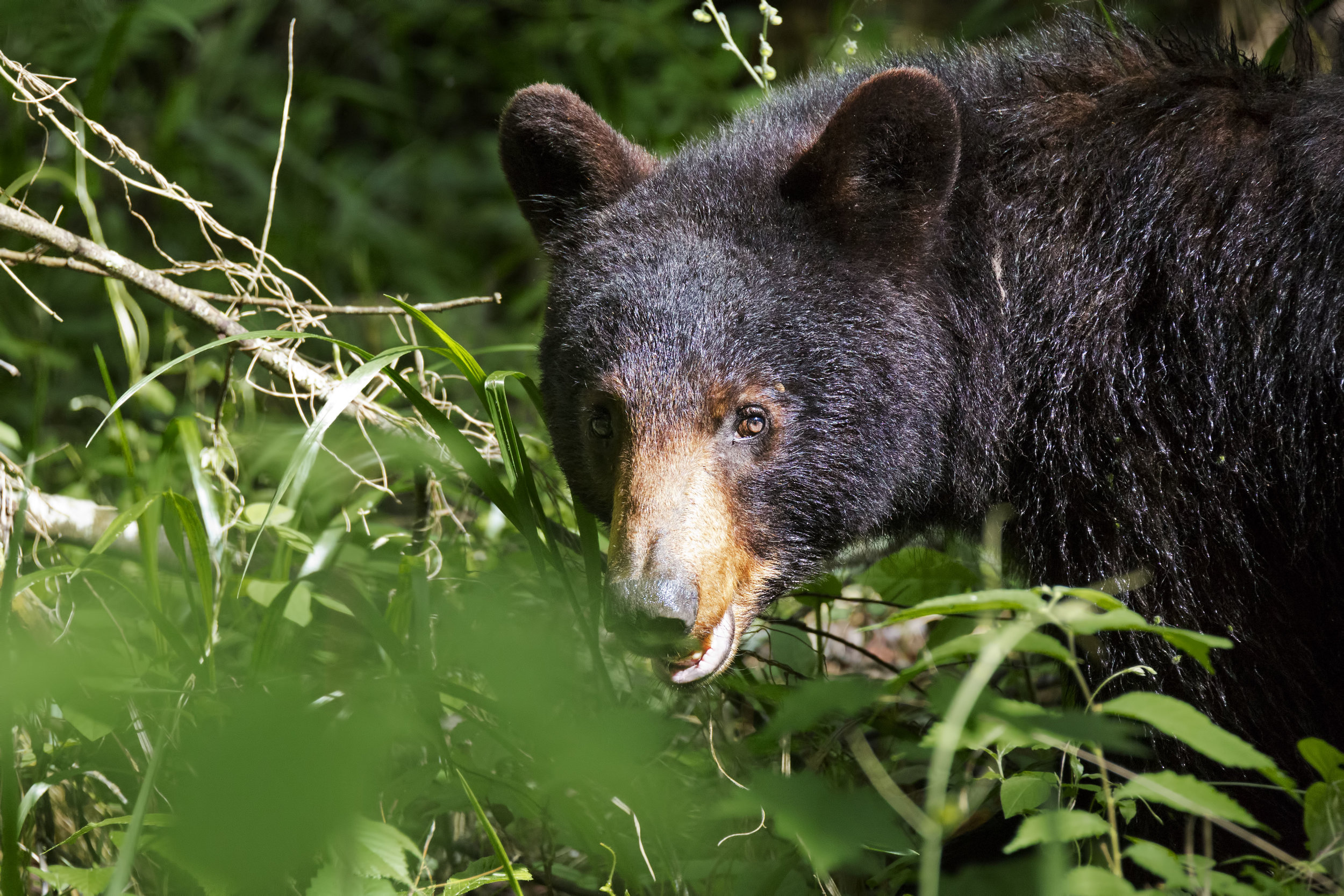Black Bear in the Smokies