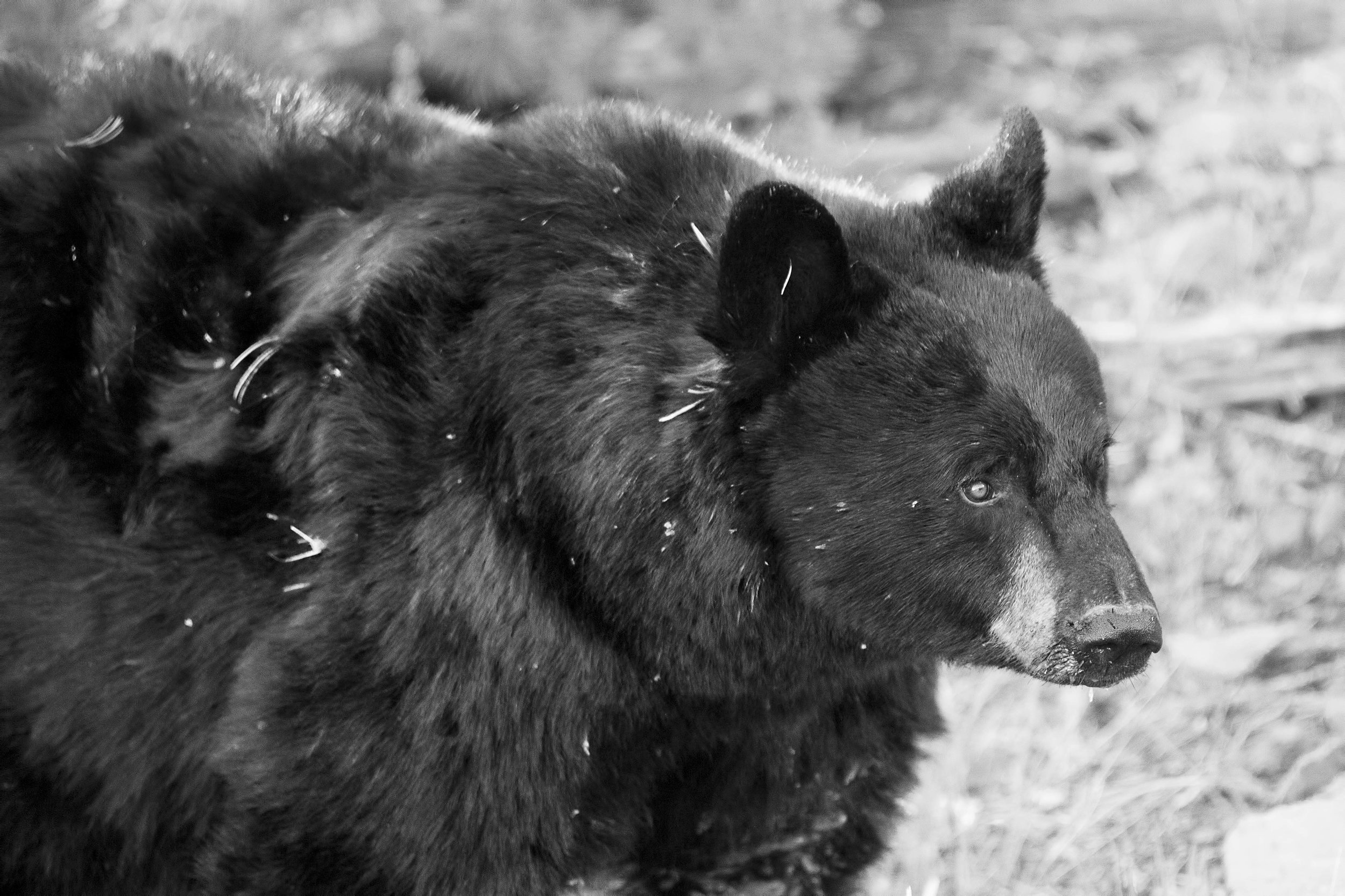 Mother Black Bear