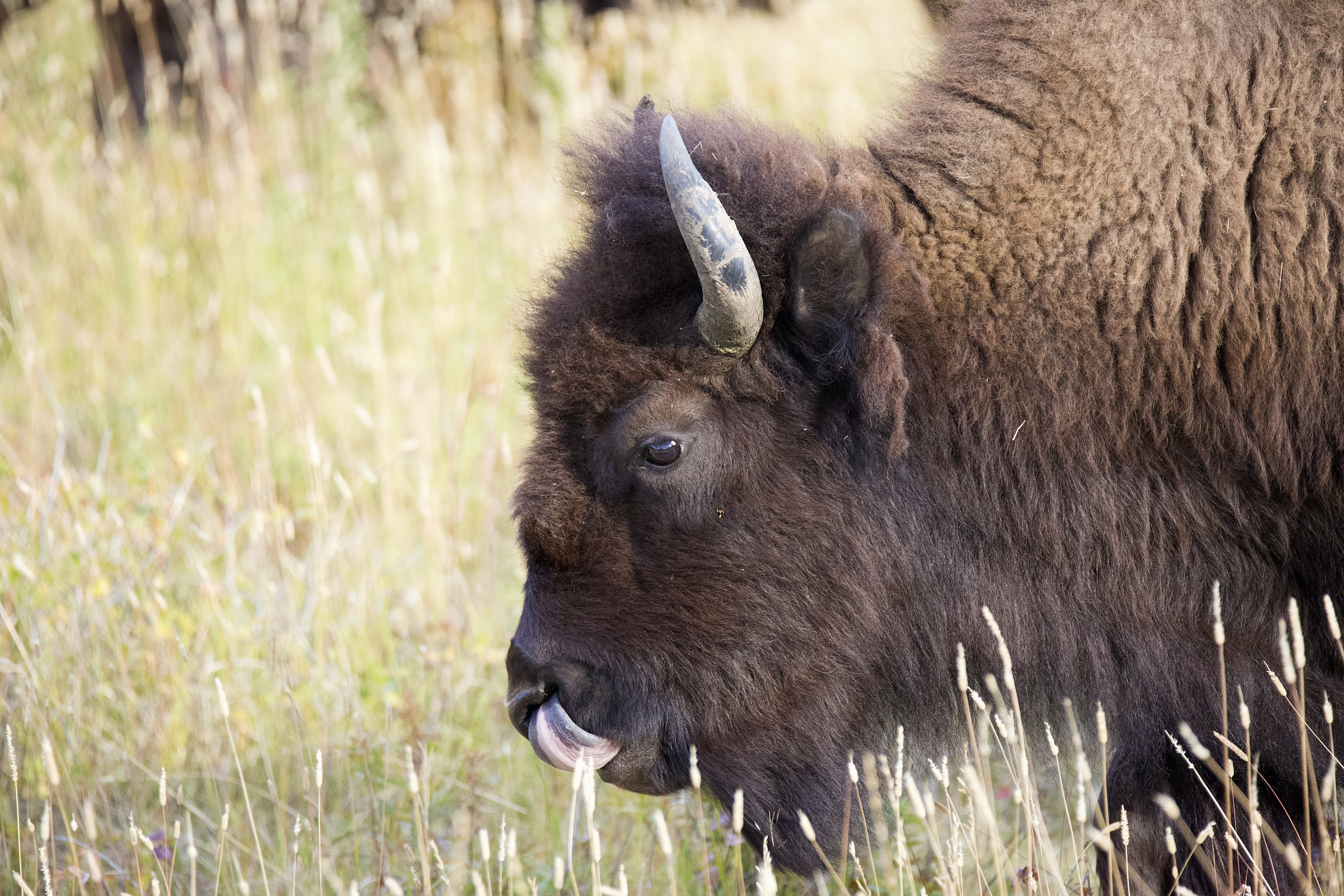 Bison 1.jpg