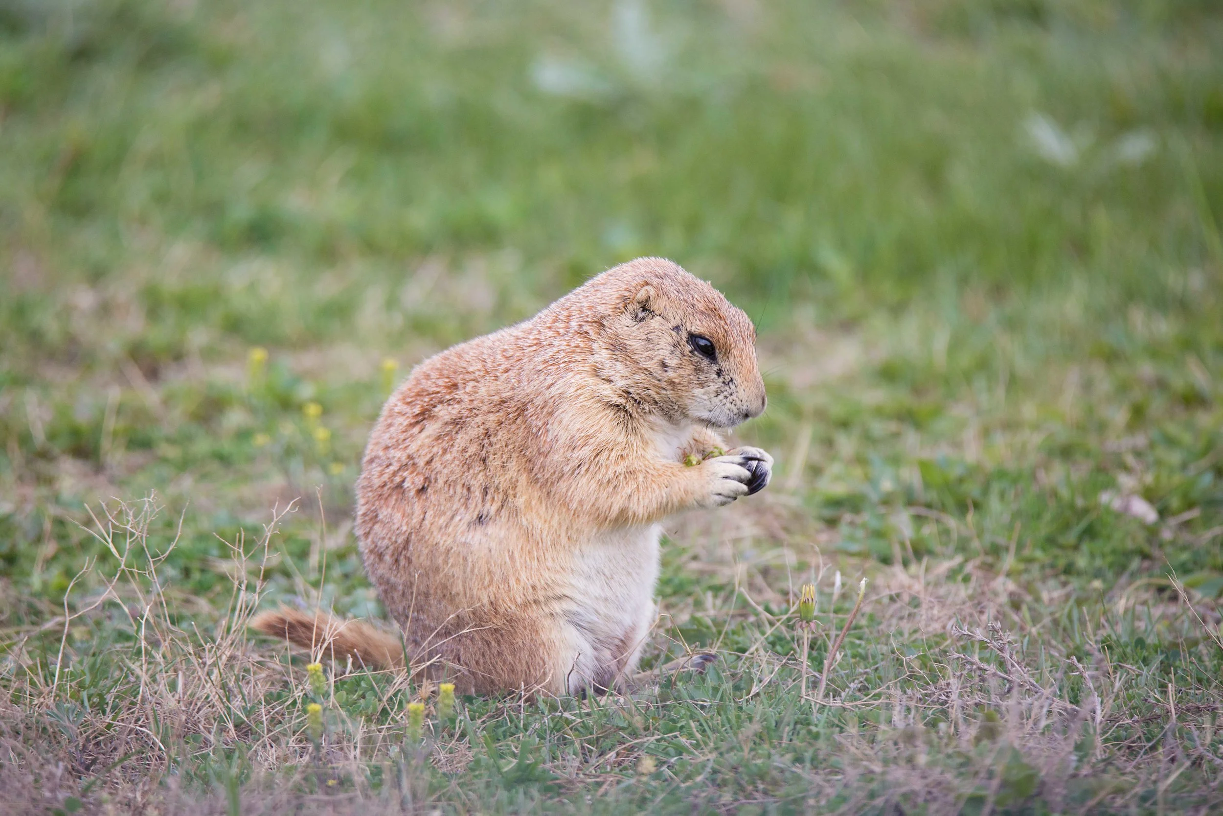 Prairie Dog