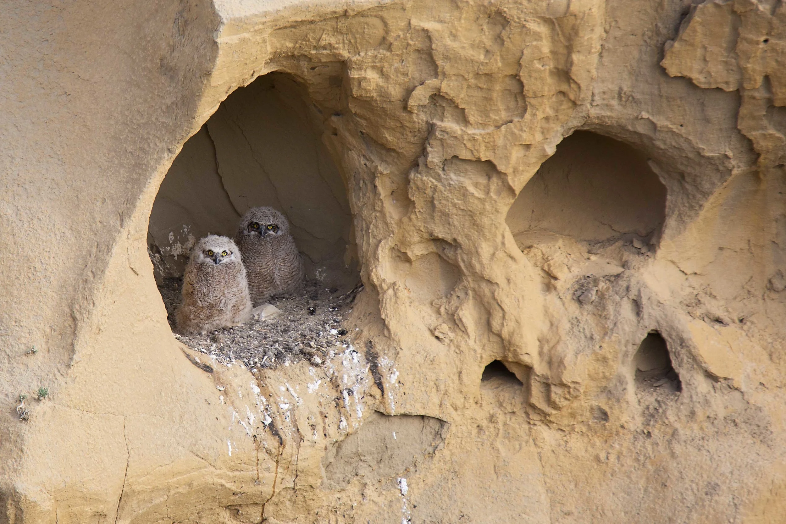 Baby Great Horned Owls