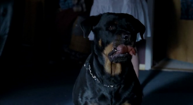 That is not a sausage in the dog's mouth...
