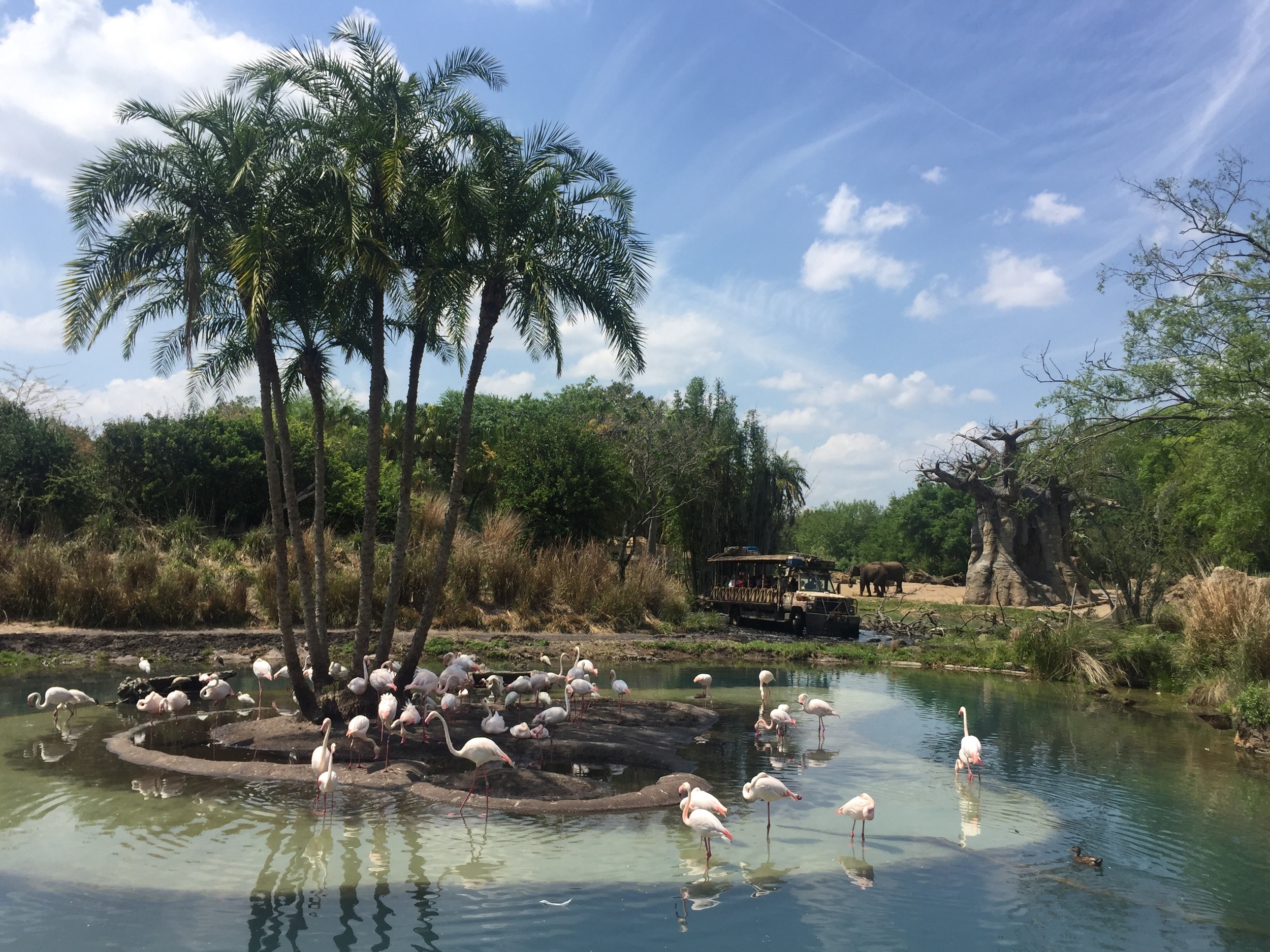 My favorite view in all the parks! The flamingo pond at Animal Kimgdom.