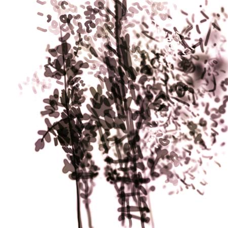 Ladders in the Trees