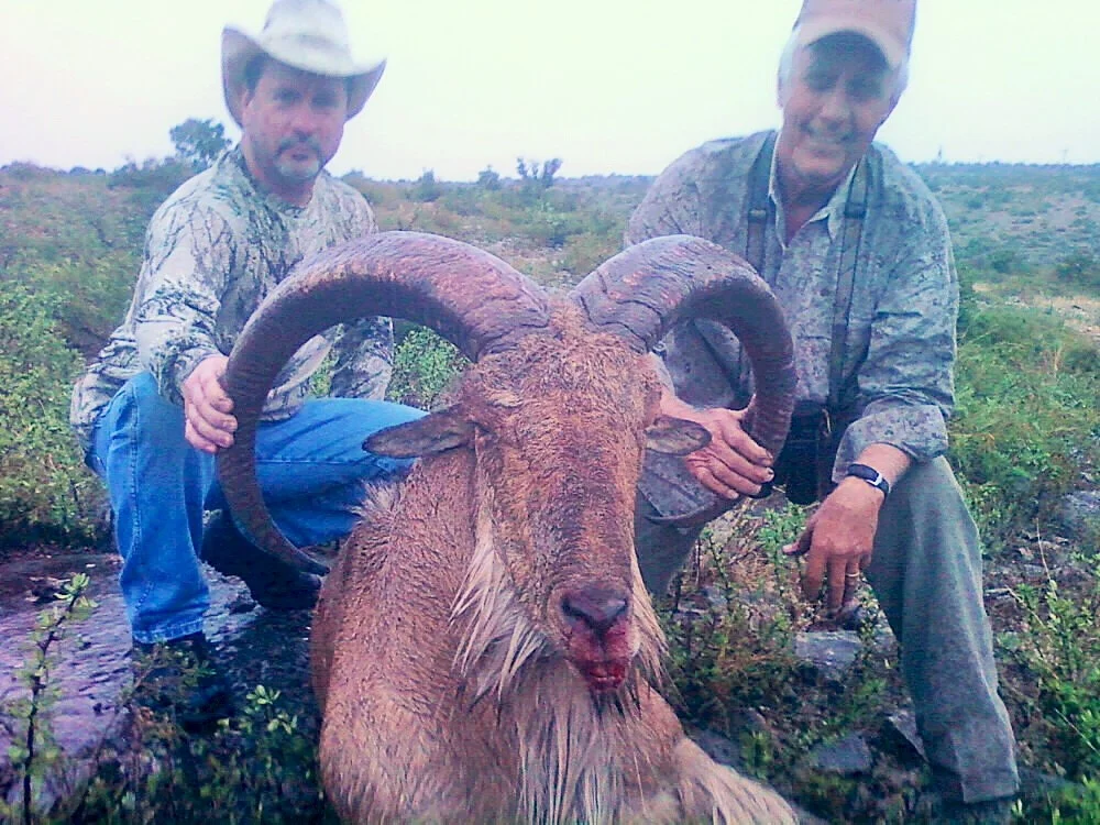 Aoudad biggest orig.JPG