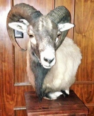 Prof Mount Corsican.jpeg