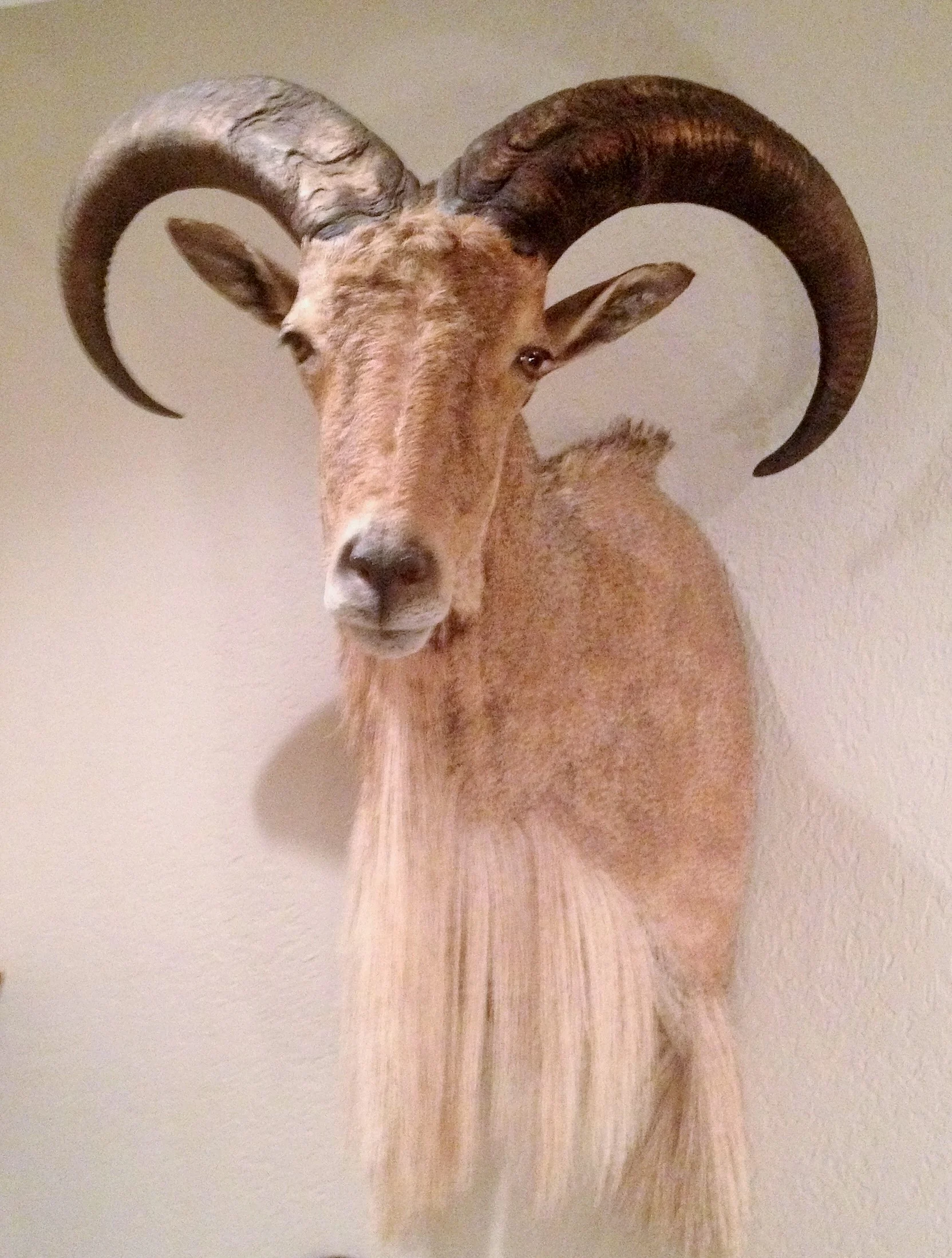 Prof Mount Aoudad.JPG