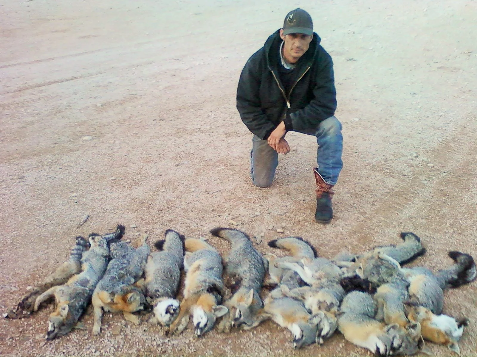 Fox.jpeg