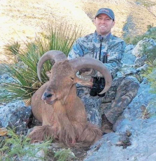 Aoudad chocolate 2.JPG